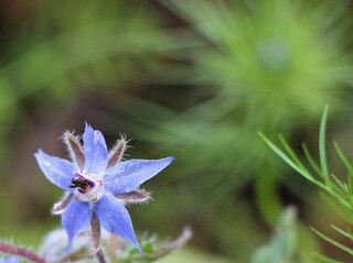 Borretsch-Blüte