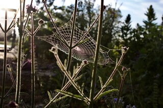 Spinnennetz im Morgentau