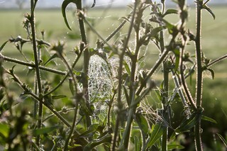 Spinnengewebe in Wildstauden