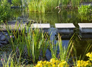 Schwalben fliegen über den Teich