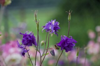 Biene trinkt aus Akelei