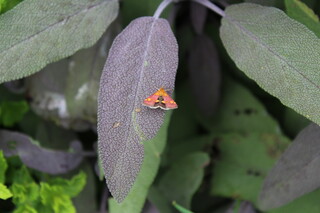 Falter an Salbeiblatt