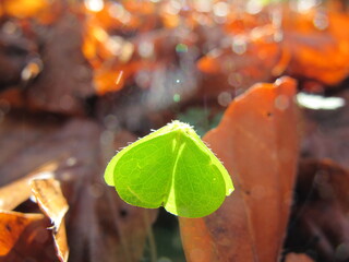 geschlossenes Kleeblatt, herzförmig