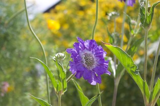 Skabiosa
