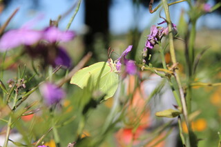Zitronenfalter an Nachtviole