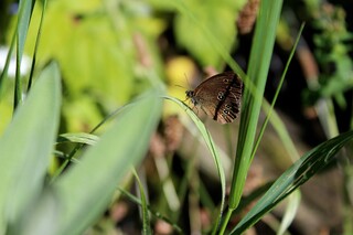 Schmetterling: der braune Waldvogel auf Blatt der Lilie