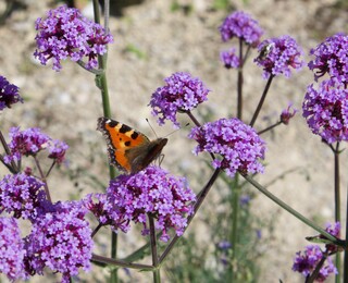 Kleiner Fuchs auf Verveineblüten