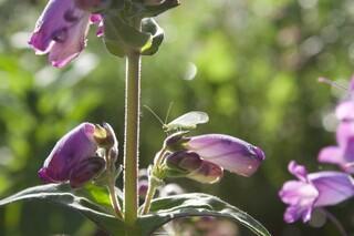 Florfliege auf Rapunzelglockenblume