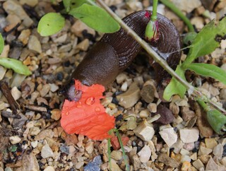 Nacktschnecke frisst genüsslich Mohnblatt