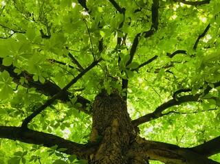 Unter dem Kastanienbaum