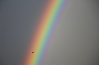 Schwalbe in Regenbogen