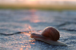 Häuschenschnecke kriecht über Natursteinplatten