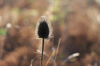 verblühte Karde im Gegenlicht