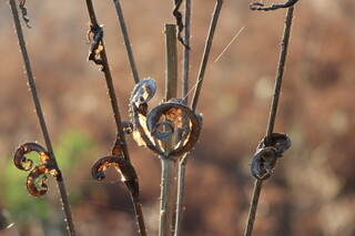 Spiralförmiges Blatt an verdorrter Karde