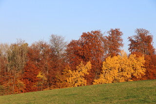 Herbstwald