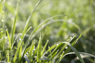 Gräser, Tautropfen