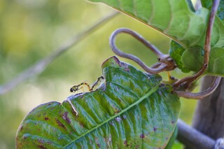 Paarende Schwebefliegen