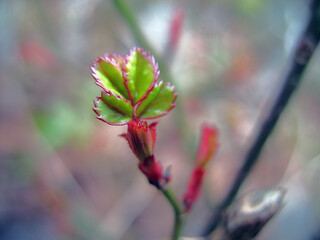 Rosenblatt mit gezacktem Rand