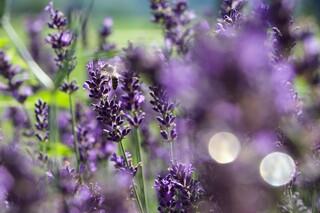 Biene, Lavendel