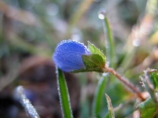 Tautropfen auf Katzenäuglein, Gamander-Ehrenpreis