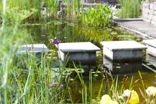 Schwalbenschwanz an Wildstaude am Teichrand