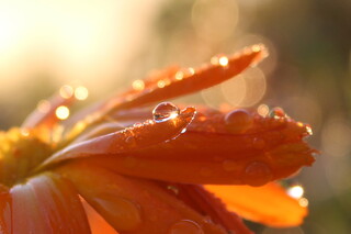 Schillernd-leuchtende Regentropfen auf Ringelblume