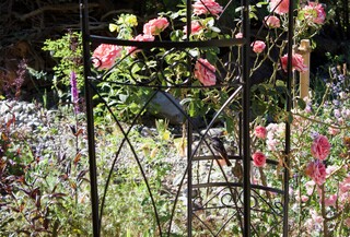 Rotschwanz-Männchen auf Rosenbogen, blühende Rosen
