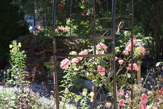 Rotschwänzchen auf Rosenbogen, Rosen, Nachtkerze, Totholzdepot für Wildbienen und CO