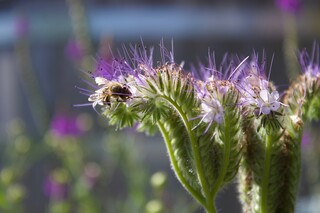 Biene auf Phazelie