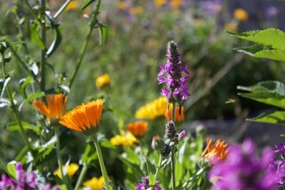 blühende Ringelblumen, Wildpflanzen, Schwebefliege, Sonnentag
