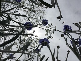Wildstauden, bedeckter Himmel