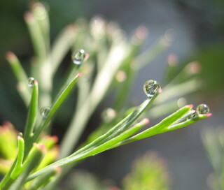 Wassertropfen mit Spiegelbild des kalifornischen Mohns
