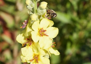 Wildbienen an kleiner Königskerze