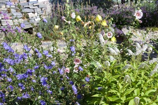 Wildstauden, blühende Wegwarte, Nachtkerze, Malve