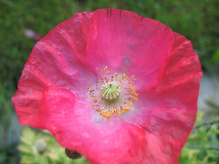 prächtige Mohnblüte