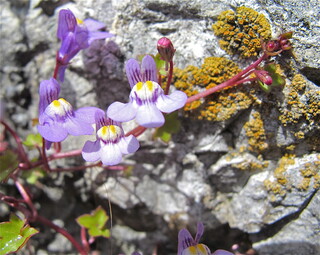 Lachgesichter des Zimbelkrauts