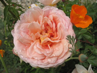 Rose und kalifornischer Mohn