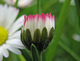Krone eines Gänseblümchen