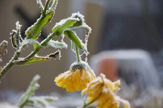 gefrorene Ringelblume