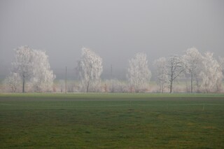 weisse Bäume mit Raureif, grüne Wiese im Vordergrund