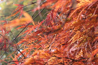 Japanischer Ahorn im Herbst