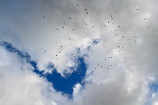 Wolken und Vogelschwarm am Himmel, Himmel wie Herz
