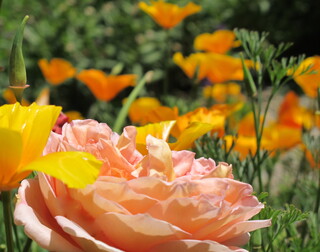 Rose und kalifornischer Mohn