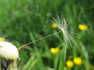 Löwenzahn, Pusteblume, der letzte Samen vor dem Abflug