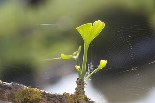 frisches Ginkgoblatt und Spinnfäden