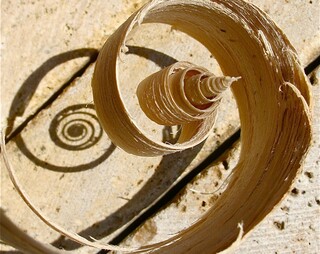 spiraliger Holzspan