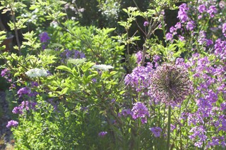 Nachtviolen, Holunder, Wildstauden