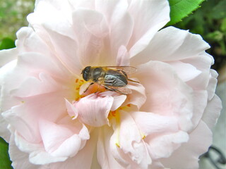 Wildbiene sammelt Blütenpollen auf Rose
