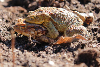 Krötenpaar, kleineres Männchen sitzt auf grossem Weibchen