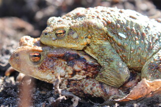 Krötenpaar, kleineres Männchen sitzt auf grossem Weibchen 2